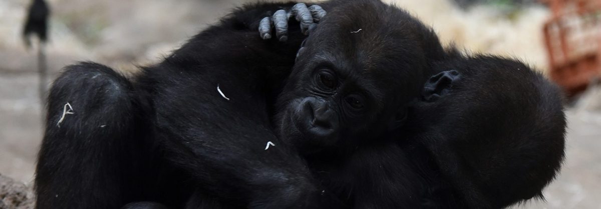 Apes, Humans Console Victims Similarly