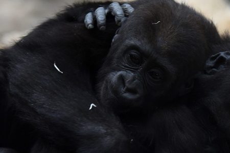 Apes, Humans Console Victims Similarly