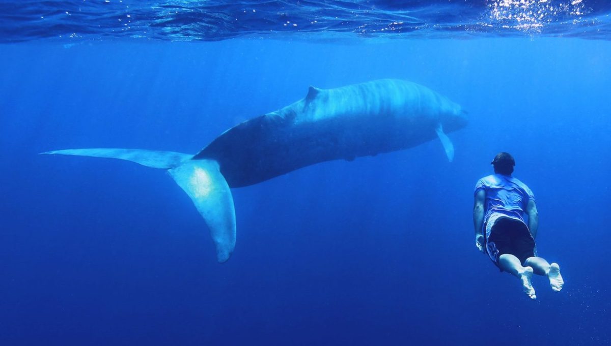 Swimming with blue whale. (Courtesy of Patrick/Natural World Safaris)
