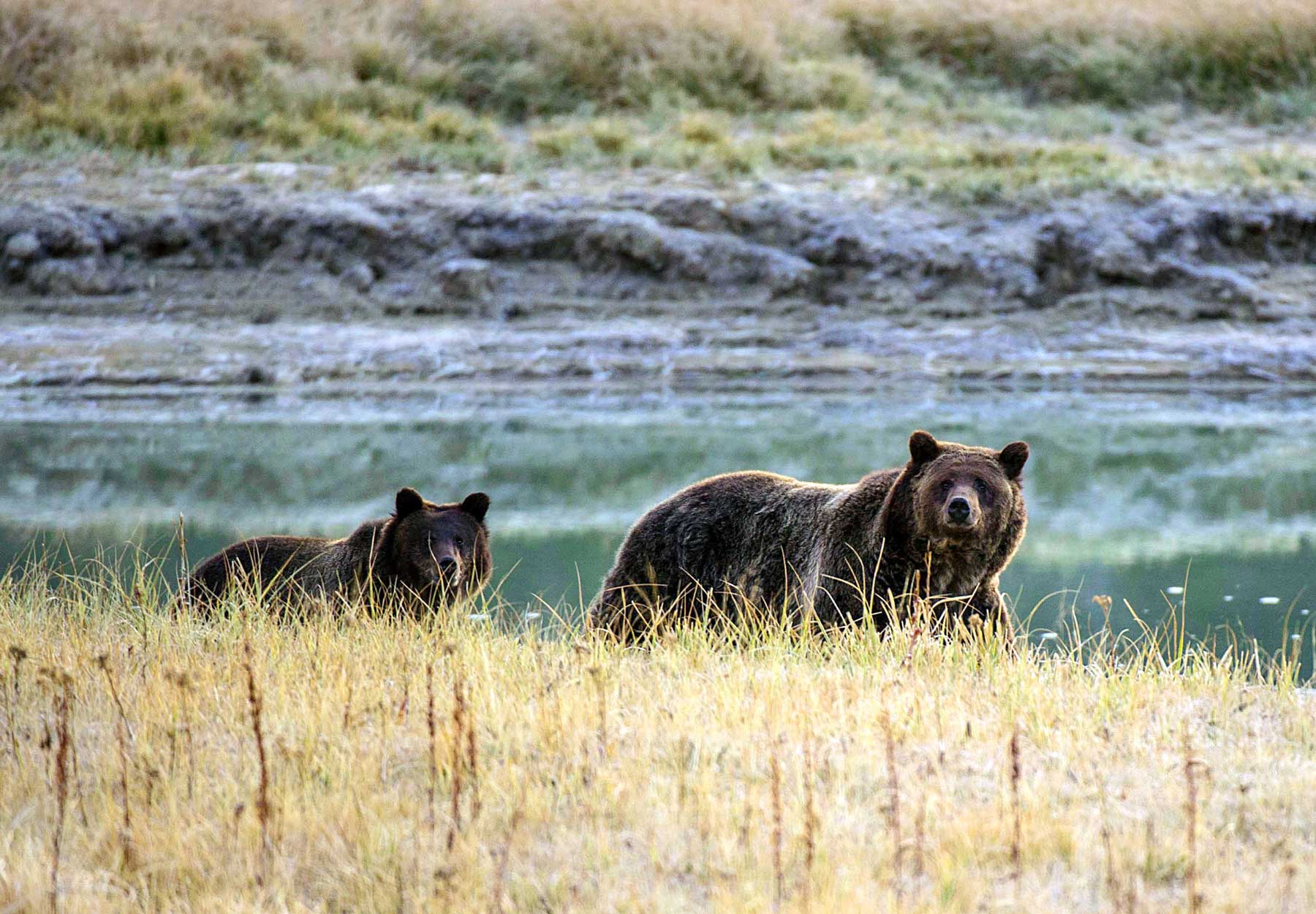 A Grizzly bear mother and her cub walk near Pelican Creek October 8, 2012 in the Yellowstone National Park in Wyoming. (Karen Bleier/AFP/Getty Images)