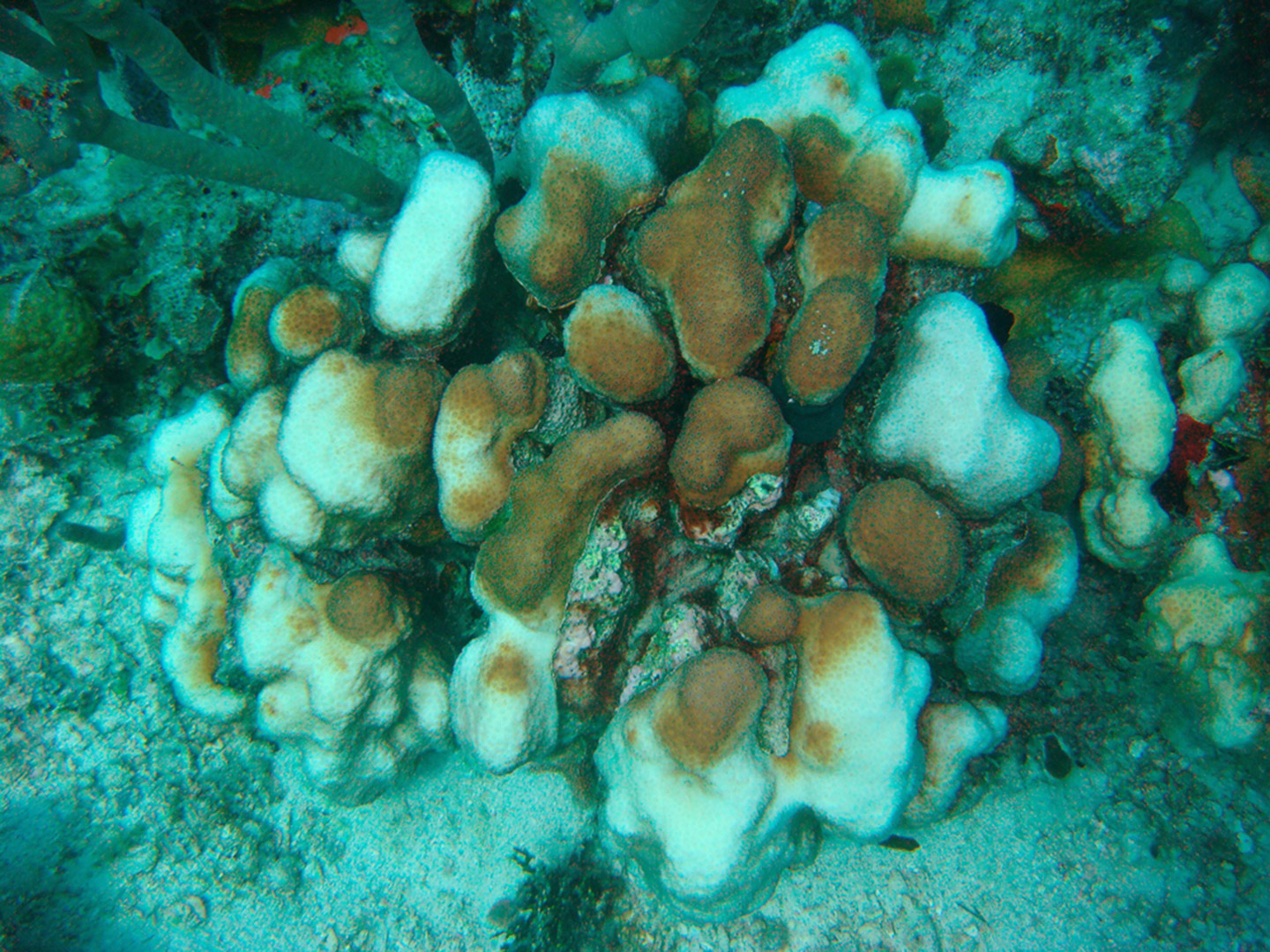 Mennebeck Reef
