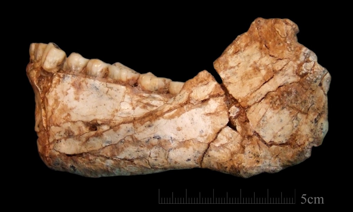 An almost complete adult mandible found at Jebel Irhoud. (Jean-Jacques Hublin/Max Planck Institute for Evolutionary Anthropology, Leipzig)