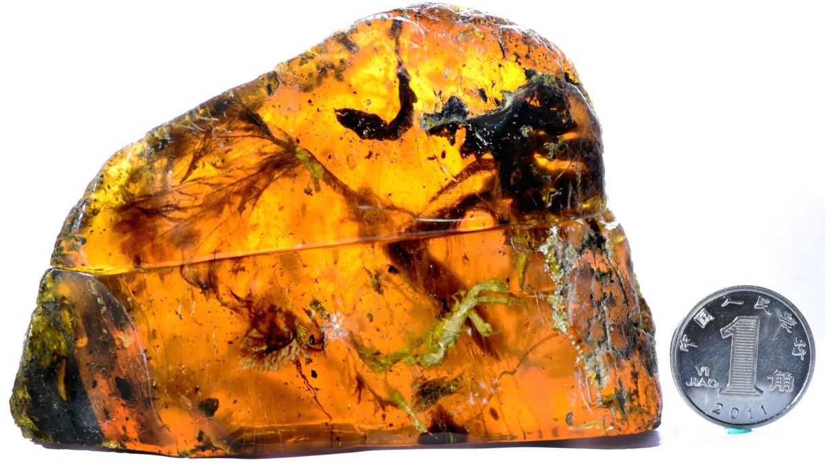 Tree resin trapped this baby bird 99 million years ago. (Lida Xing)
