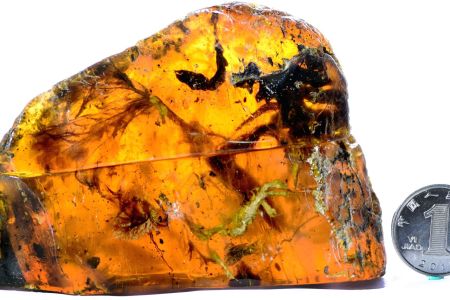 Tree resin trapped this baby bird 99 million years ago. (Lida Xing)

