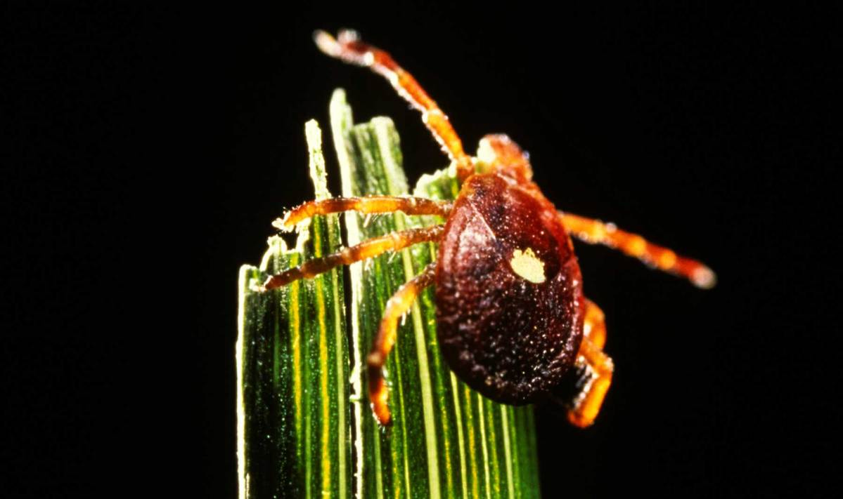 Lone Star tick bites spread a red meat allergy