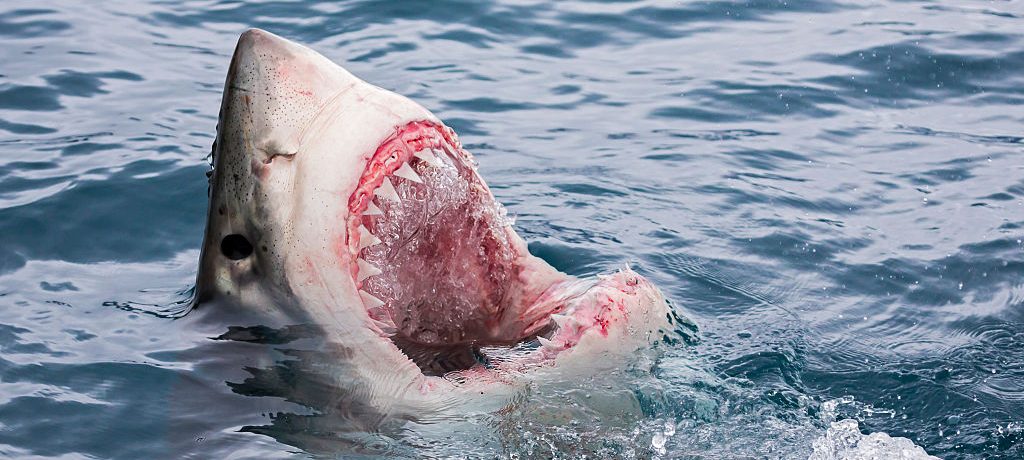 While surfing off the coast of Australia, a 25-year-old man was attacked by a shark.
