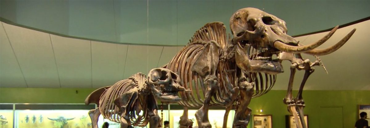 Fossils were recently discovered a mile away from the La Brea Tar Pit museum in Los Angeles, CA