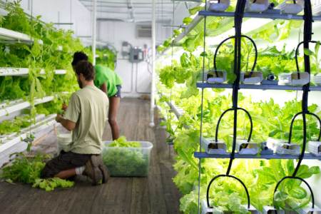 PodPonics Inc. employees harvest lettuce inside of a pod farm container in Atlanta, Georgia, U.S., on Friday, Aug. 12, 2011. "There's a major trend that has serious legs," said Matt Liotta, chief executive officer of PodPonics Inc., which will start growing watercress, arugula and other lettuce varieties hydroponically (in water, without soil) in recycled shipping containers on eight acres outside Hartsfield-Jackson Atlanta International Airport in the next two months. (Chris Rank/Bloomberg via Getty Images)