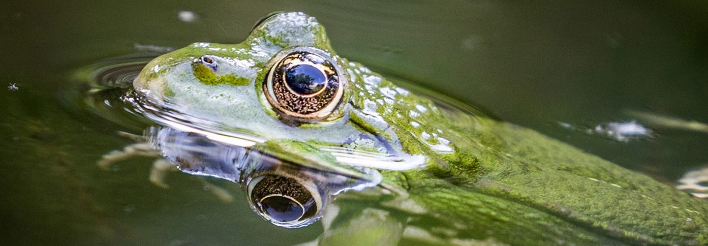 Frogs swim in the water a bond in Frankfurt, western Germany, on July 4, 2017.