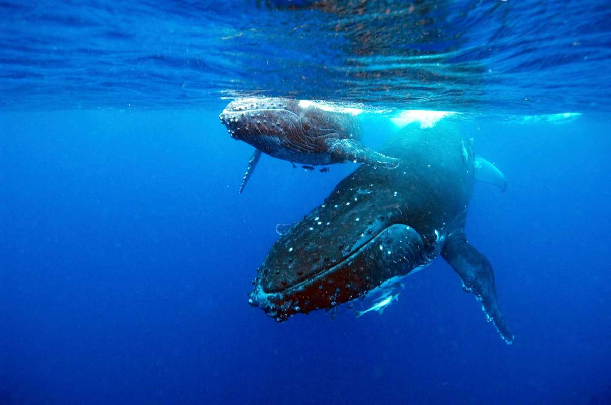 Whales Learn Songs like Humans