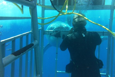 Swimming with Great White Sharks