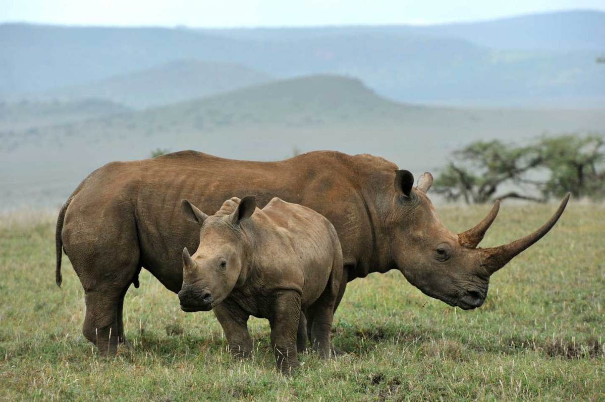 A mother rhinoceros in calf, photographed in Lewa, Kenya. (Getty Images)