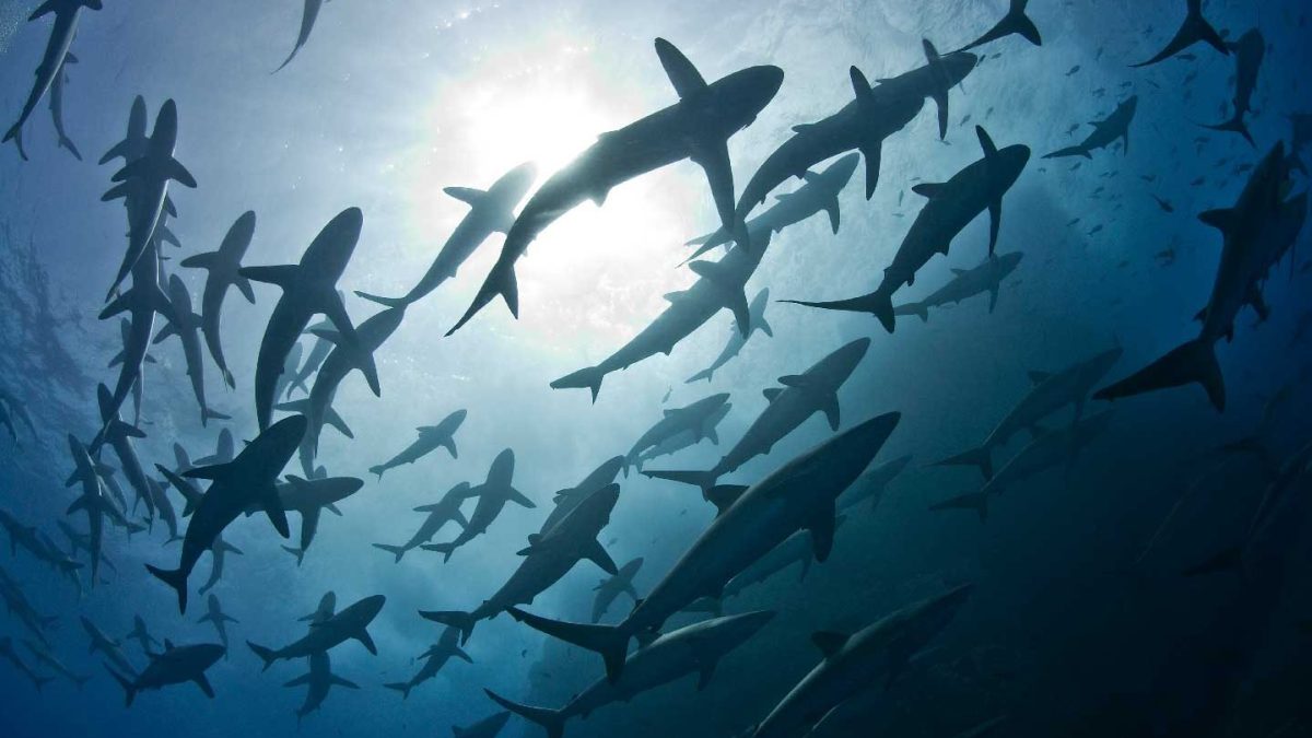 Silky sharks photographed in a large school near Roca Partida Island in Mexico (Getty Images)