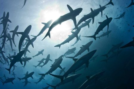 Silky sharks photographed in a large school near Roca Partida Island in Mexico (Getty Images)