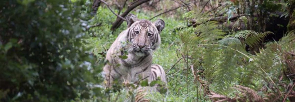 Rare pale tiger photographed in India. (Nilanjan Ray)
