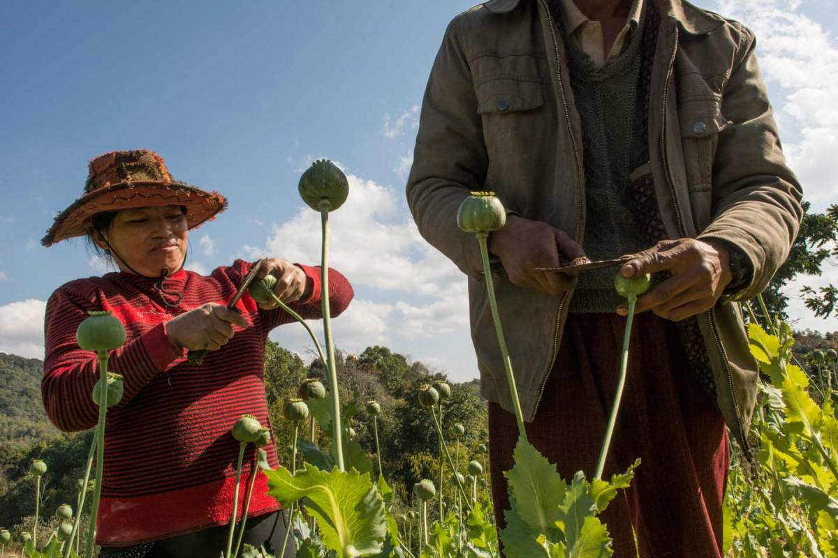 Myanmar is the world's second largest opium producer with a production which has doubled between 2006 and 2013. (Thierry Falise/LightRocket via Getty Images)