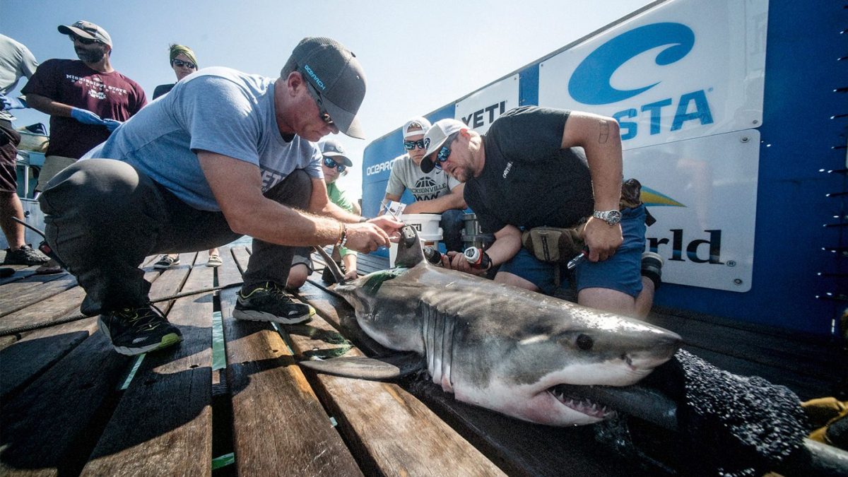 Tracking Great White Sharks