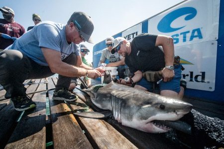 Tracking Great White Sharks