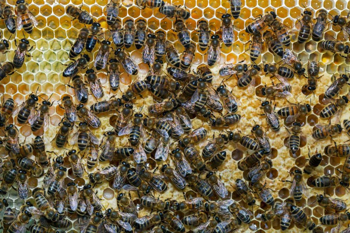 Worker honey bees on honeycomb. (Arterra/UIG via Getty Images)