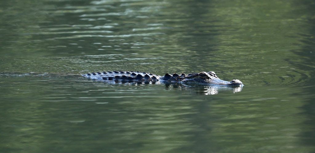 An alligator is pictured ahead of The Players Championship on the Stadium Course at TPC Sawgrass on May 10, 2017 in Ponte Vedra Beach, Florida.  (Photo by Warren Little/Getty Images)