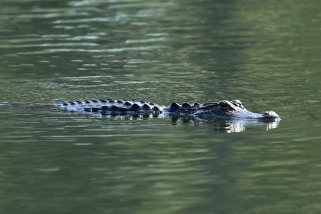 An alligator is pictured ahead of The Players Championship on the Stadium Course at TPC Sawgrass on May 10, 2017 in Ponte Vedra Beach, Florida.  (Photo by Warren Little/Getty Images)