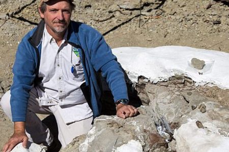 complete tyrannosaur fossil