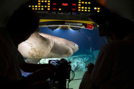 Cow sharks on Blue Planet II. (YouTube/BBC)