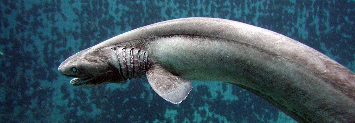 In this handout picture released by Awashima Marine Park, a 1.6 meter long Frill shark swims in a tank after being found by a fisherman at a bay in Numazu, on January 21, 2007 in Numazu, Japan. The frill shark, also known as a Frilled shark usually lives in waters of a depth of 600 meters and so it is very rare that this shark is found alive at sea-level. It's body shape and the number of gill are similar to fossils of sharks which lived 350,000,000 years ago. (Photo by Awashima Marine Park/Getty Images)
