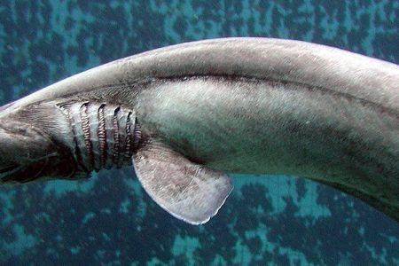 In this handout picture released by Awashima Marine Park, a 1.6 meter long Frill shark swims in a tank after being found by a fisherman at a bay in Numazu, on January 21, 2007 in Numazu, Japan. The frill shark, also known as a Frilled shark usually lives in waters of a depth of 600 meters and so it is very rare that this shark is found alive at sea-level. It's body shape and the number of gill are similar to fossils of sharks which lived 350,000,000 years ago. (Photo by Awashima Marine Park/Getty Images)