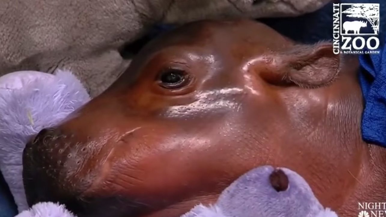 Fiona the hippo. (Cincinnati Zoo/YouTube)