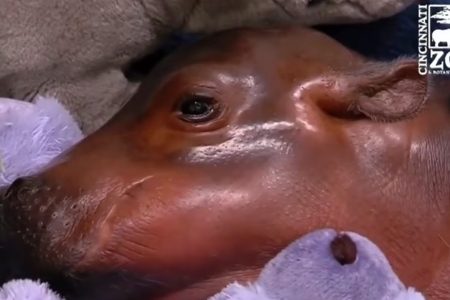 Fiona the hippo. (Cincinnati Zoo/YouTube)