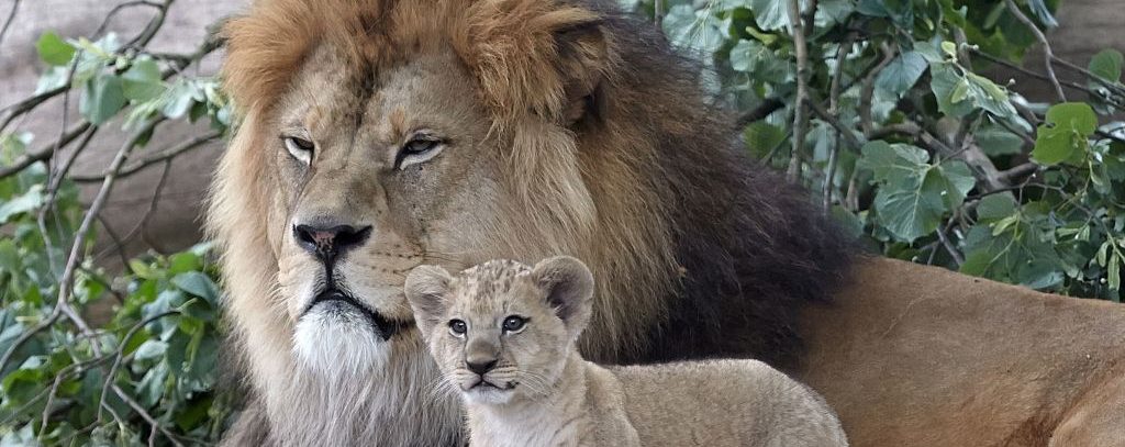 A Barbary lion baby stands next to its father "Schroeder" on June 26, 2017 at the zoo in Neuwied, western Germany.
Five Barbary lion babies were born at the zoo on April 19, 2017. (Getty/AFP PHOTO/dpa/Thomas Frey / Germany)