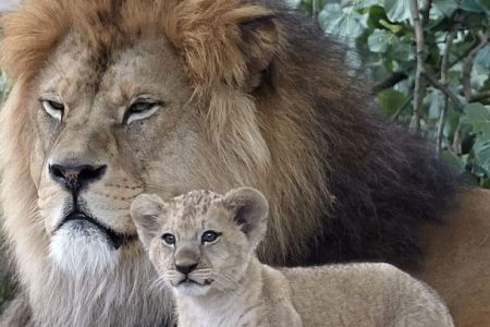A Barbary lion baby stands next to its father "Schroeder" on June 26, 2017 at the zoo in Neuwied, western Germany.
Five Barbary lion babies were born at the zoo on April 19, 2017. (Getty/AFP PHOTO/dpa/Thomas Frey / Germany)