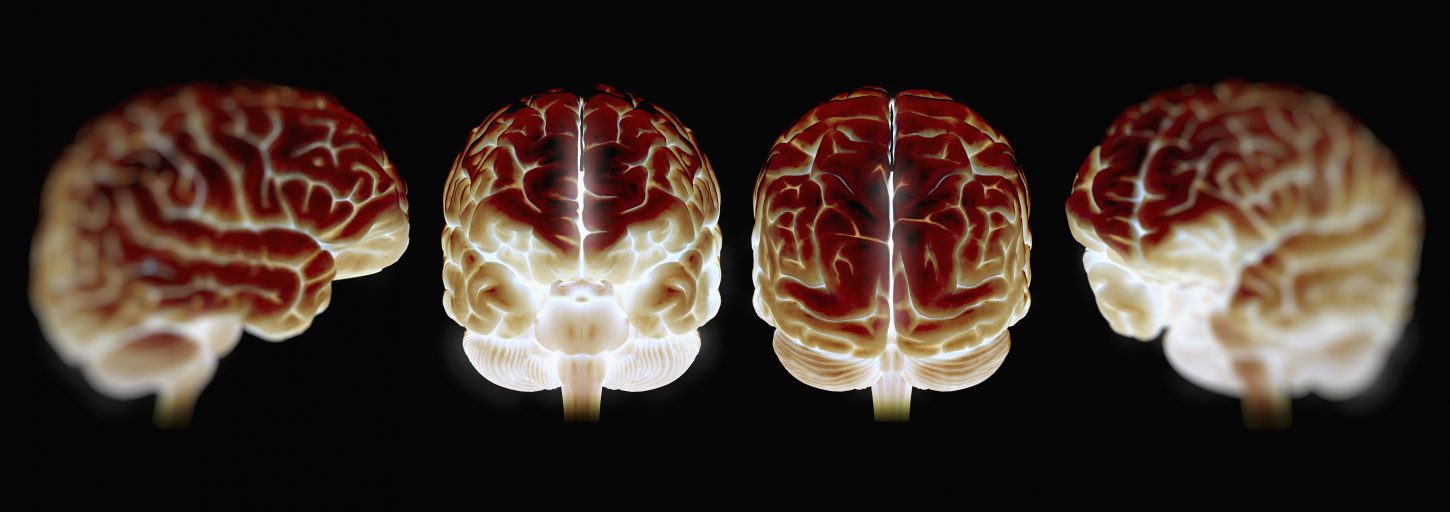 Four illuminated models of the human brain. (Science Picture Co/Getty.)
