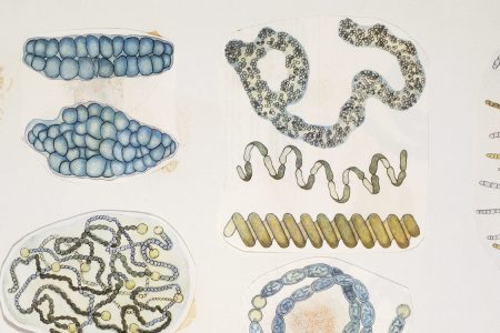 Close-up of a group of bacterias  (Photo by De Agostini Picture Library/De Agostini/Getty Images)