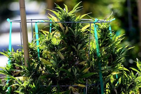 Pueblo County is one of the only places in Colorado that allows for commercial cannabis grows outside, such as the marijuana farm Los Sueños Farms LLC. (Vince Chandler / The Denver Post)