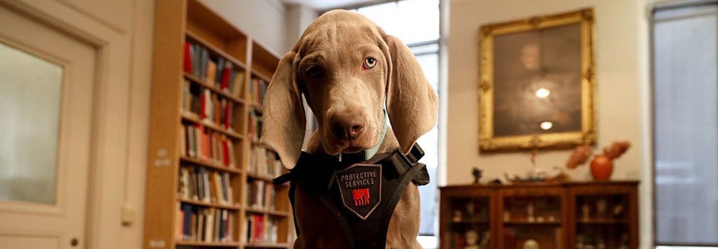 Riley, a twelve-week-old Weimaraner, poses for a portrait at the Museum of Fine Arts Boston on Jan. 9, 2018. (Suzanne Kreiter/The Boston Globe via Getty Images)