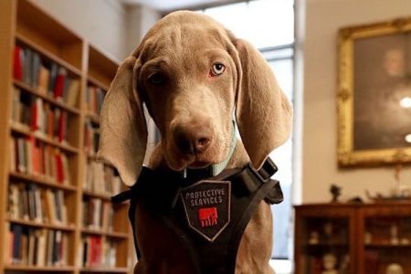 Riley, a twelve-week-old Weimaraner, poses for a portrait at the Museum of Fine Arts Boston on Jan. 9, 2018. (Suzanne Kreiter/The Boston Globe via Getty Images)