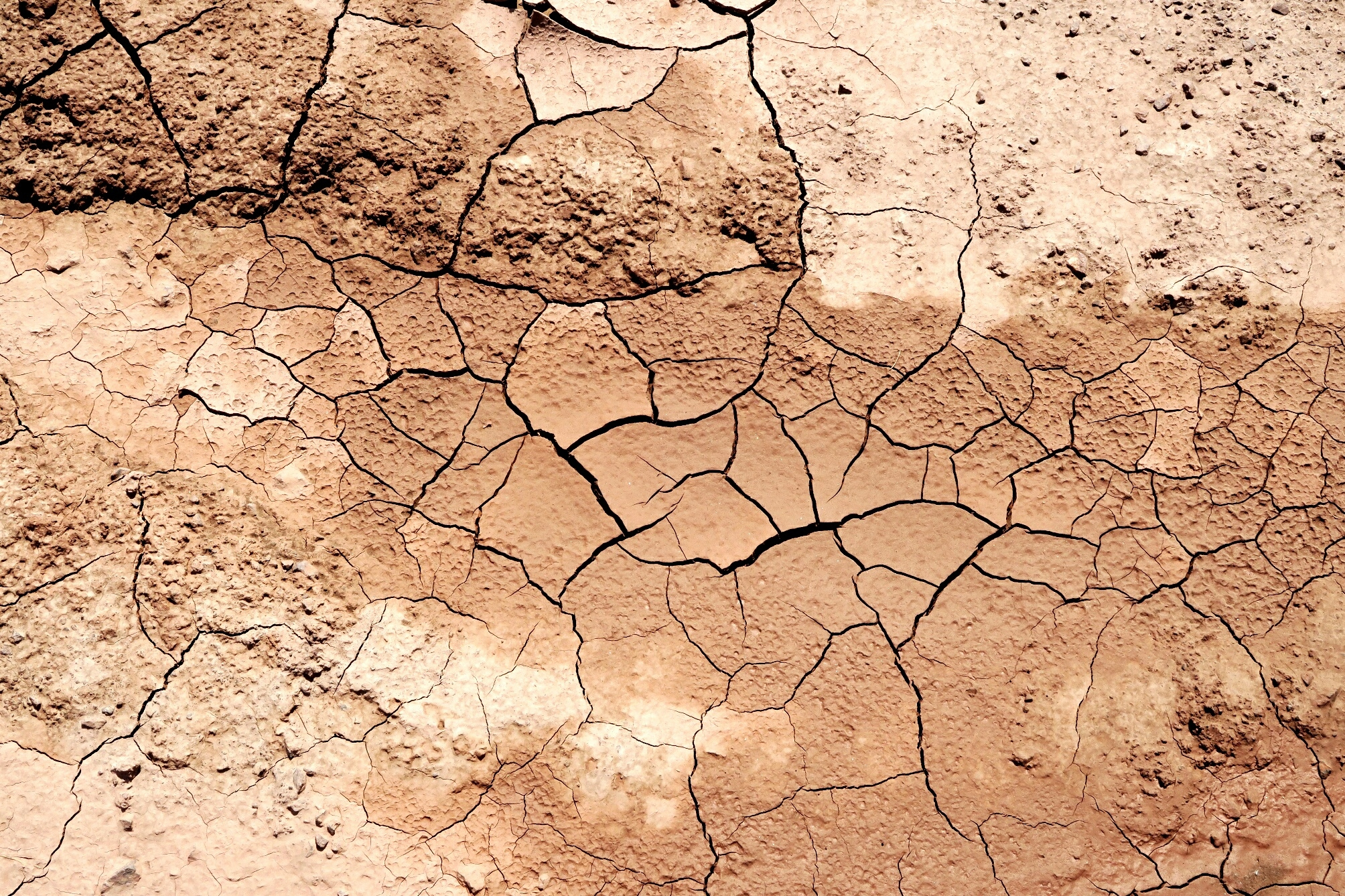 antibiotics found in dirt