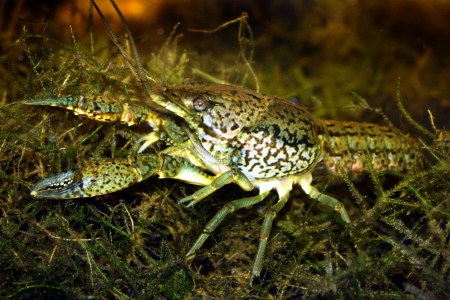 crayfish