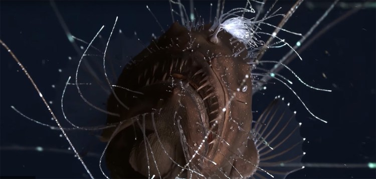 Angler Fish Reproducing First Footage of Mating Deep Angler Fish Stuns Scientists - InsideHook