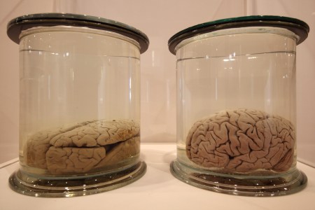 brains