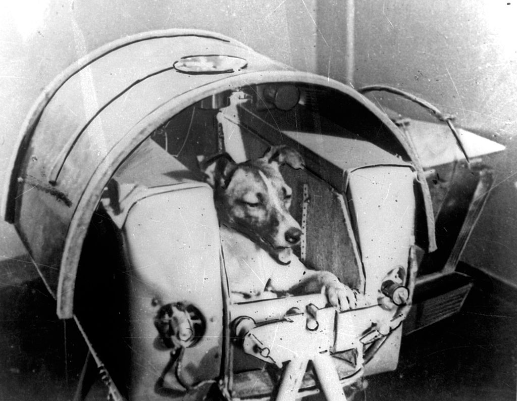 Dog "Laika" in her cabin shortly before it was installed into Sputnik II (ullstein bild/ullstein bild via Getty Images)