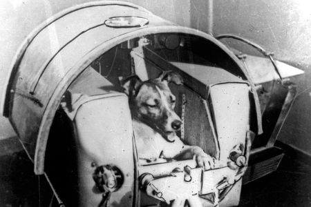 Dog "Laika" in her cabin shortly before it was installed into Sputnik II (ullstein bild/ullstein bild via Getty Images)