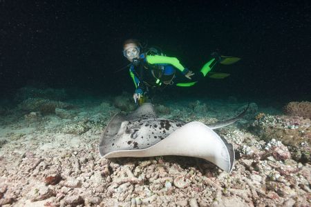 A night diver comes across Blotched Fantail Stingray in Taeniura meyeni, Maya Thila, North Ari Atoll, Maldives  (Photo by Reinhard Dirscherl/ullstein bild via Getty Images)