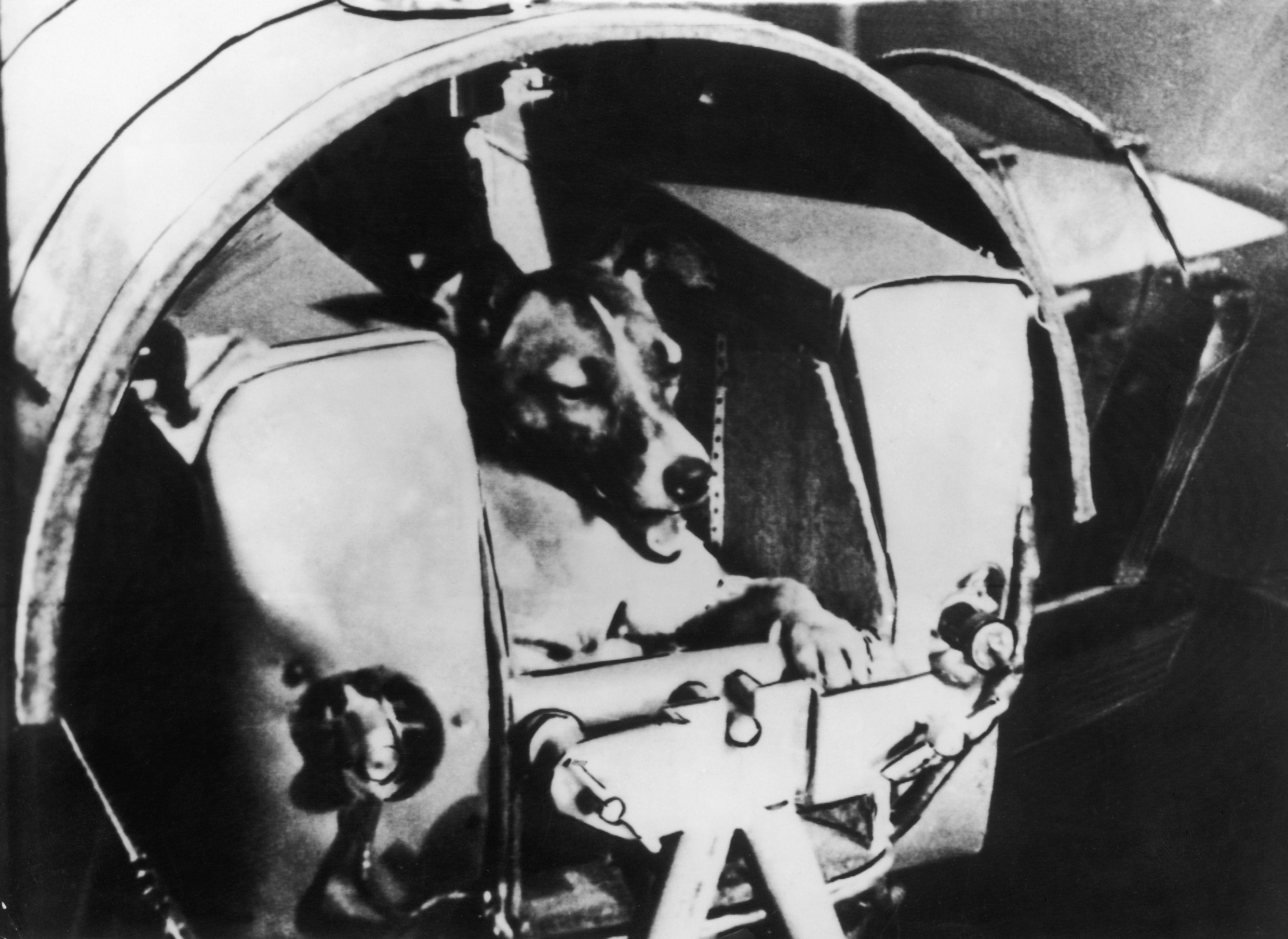 Какая собака была первая в космосе. Собака лайка 1957. Первая собака космонавт лайка. 1957 Лайка в космосе. Белка и стрелка полёт в космос 1958.