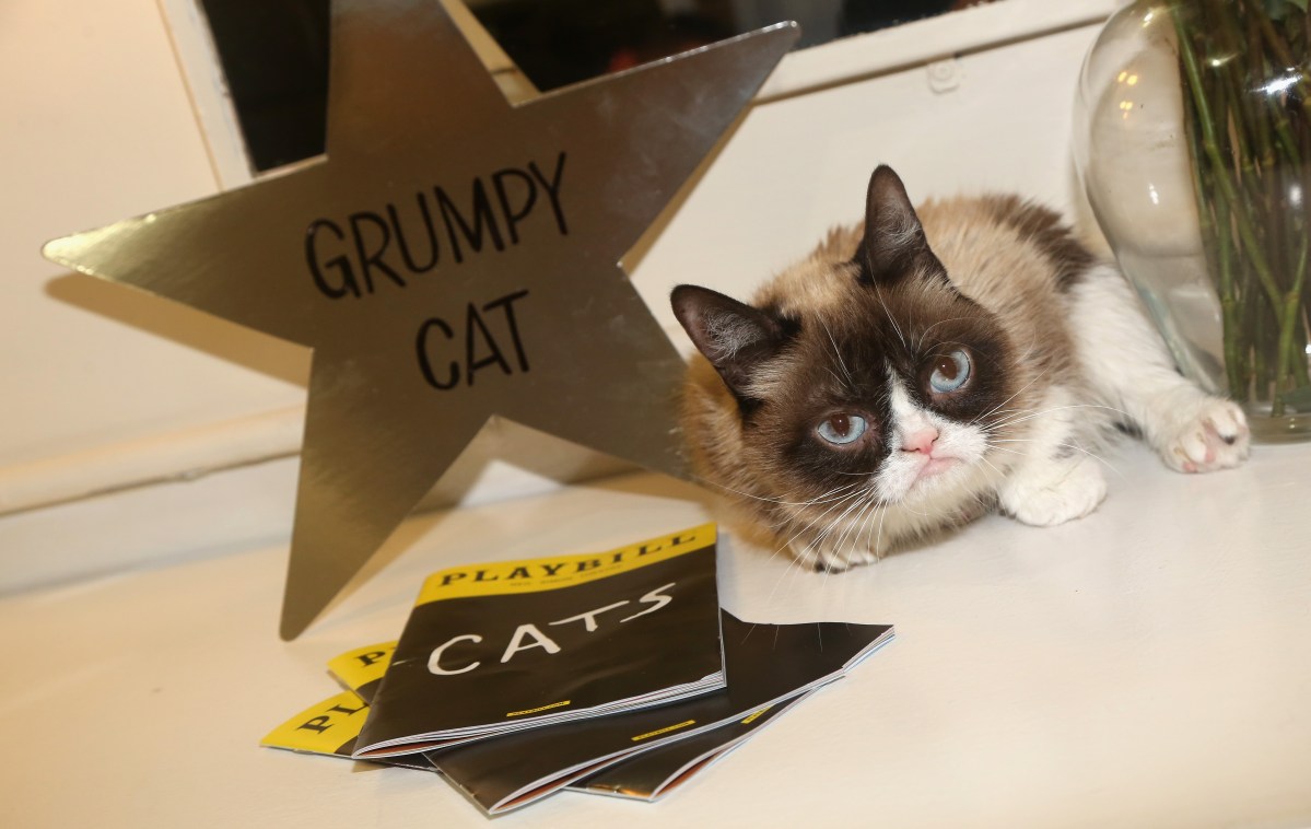 NEW YORK, NY - SEPTEMBER 30:  (EXCLUSIVE COVERAGE) Grumpy Cat relaxes in her dressing room as she makes her broadway debut in "Cats" on Broadway at The Neil Simon Theatre on September 30, 2016 in New York City.  (Photo by Bruce Glikas/FilmMagic)