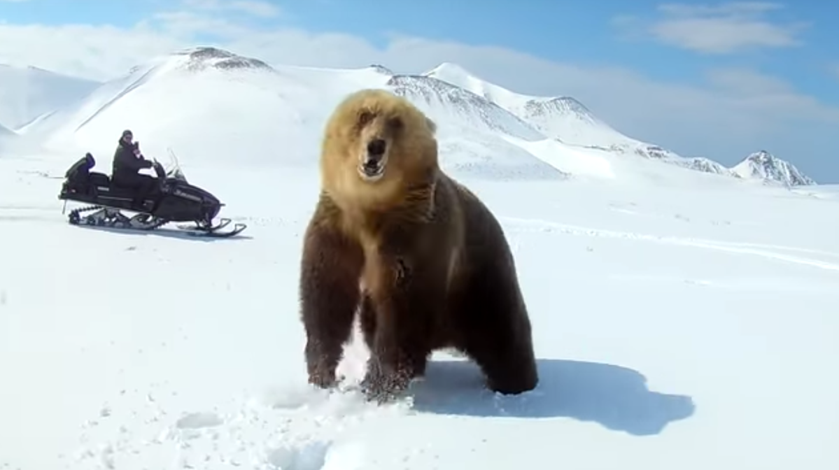 A screenshot from "Chasing a Brown Bear" on YouTube (Anna Liesowska/YouTube)
