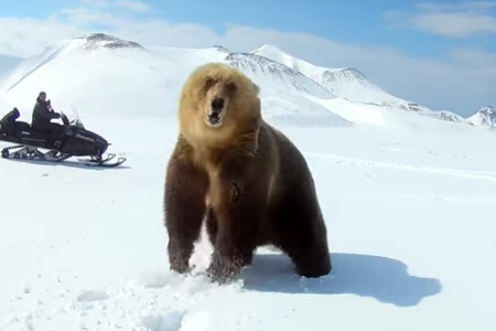 A screenshot from "Chasing a Brown Bear" on YouTube (Anna Liesowska/YouTube)
