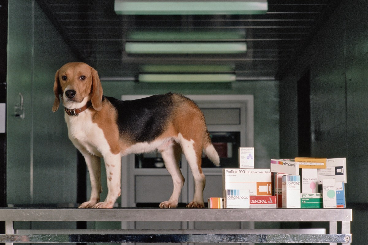 A dog stands on a table next to medecine boxes at Rhone Poulenc health department toxicology lab. | Location: Vitry, France.  (Photo by Yves Forestier/Sygma via Getty Images)